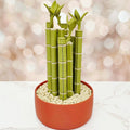 Mah Jongg Set Home Decor